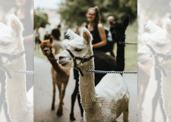 Projektvorstellung: Move your Spirit and Spirit your Move an der Hochschule Augsburg